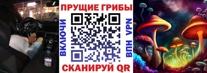 закладка  Болхов  Галлюциногенные грибы Psilocybine cubensis 